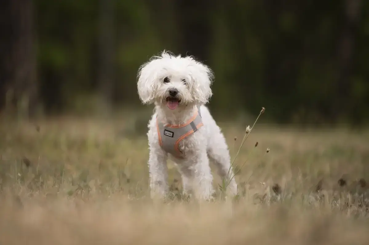 Marie und Batzi - Bichon Frisé - Bild 4
