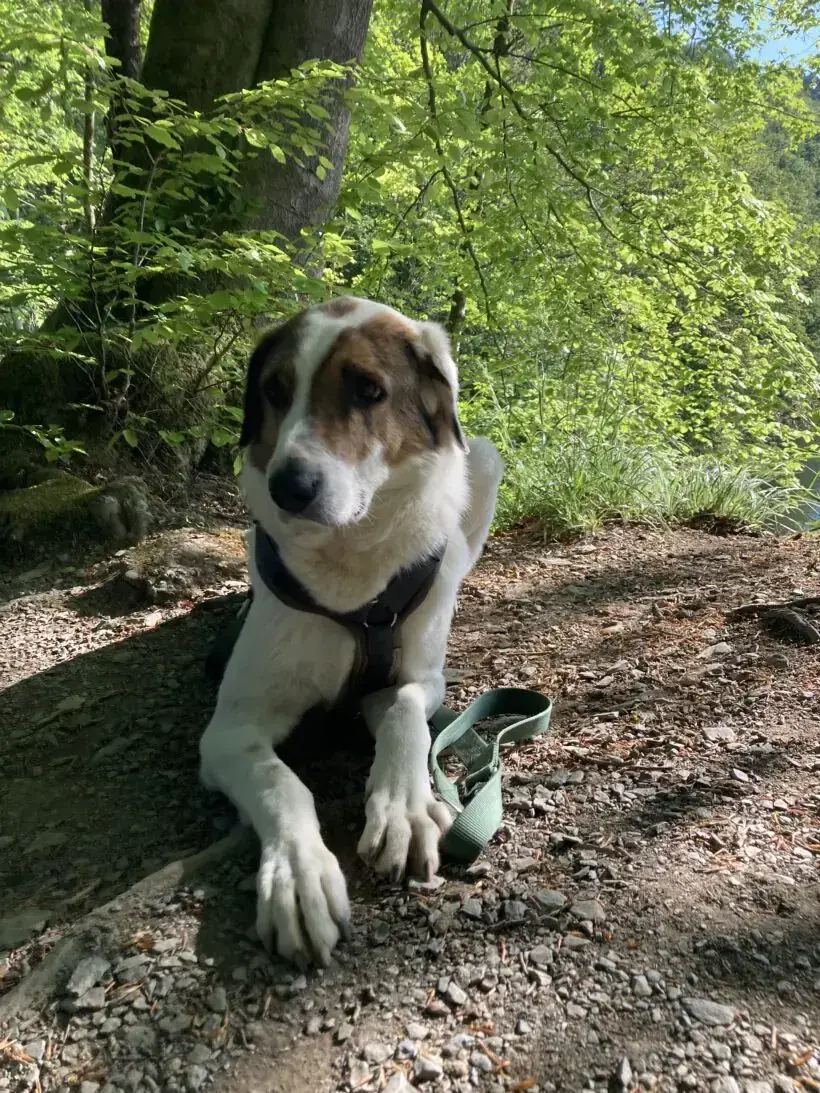 Jack -  - Bild 9