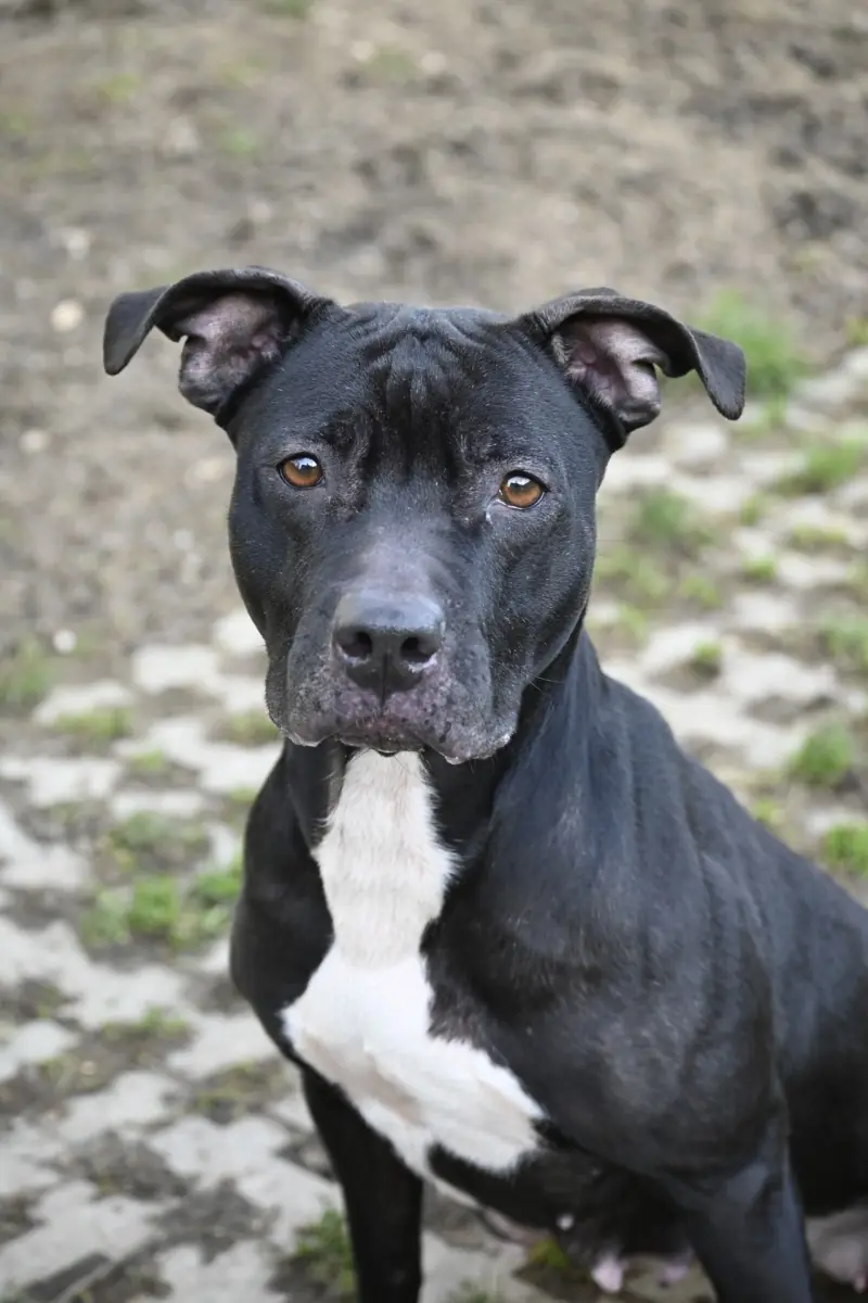 Staffordshire Bullterrier-Mix Ariya
