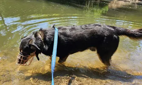 Buddy -  - Bild 7