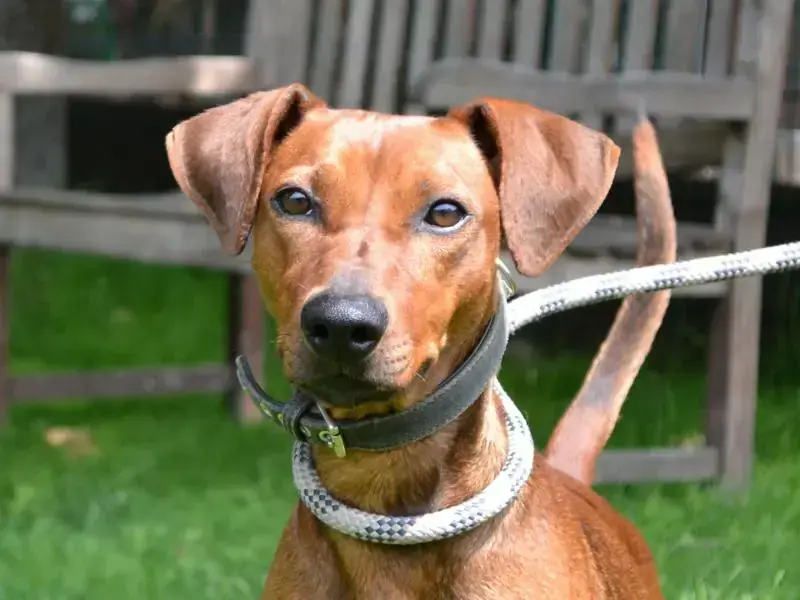 Murphy - Deutscher Pinscher - Bild 1