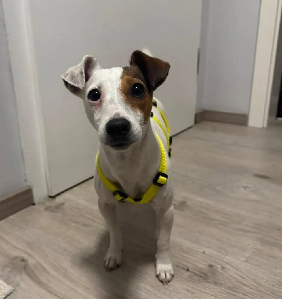 Jack Russell Terrier Freya