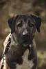 Ates - Kangal-Hirtenhund - Bild 9