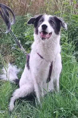 Annelie – Hund – Bild 2