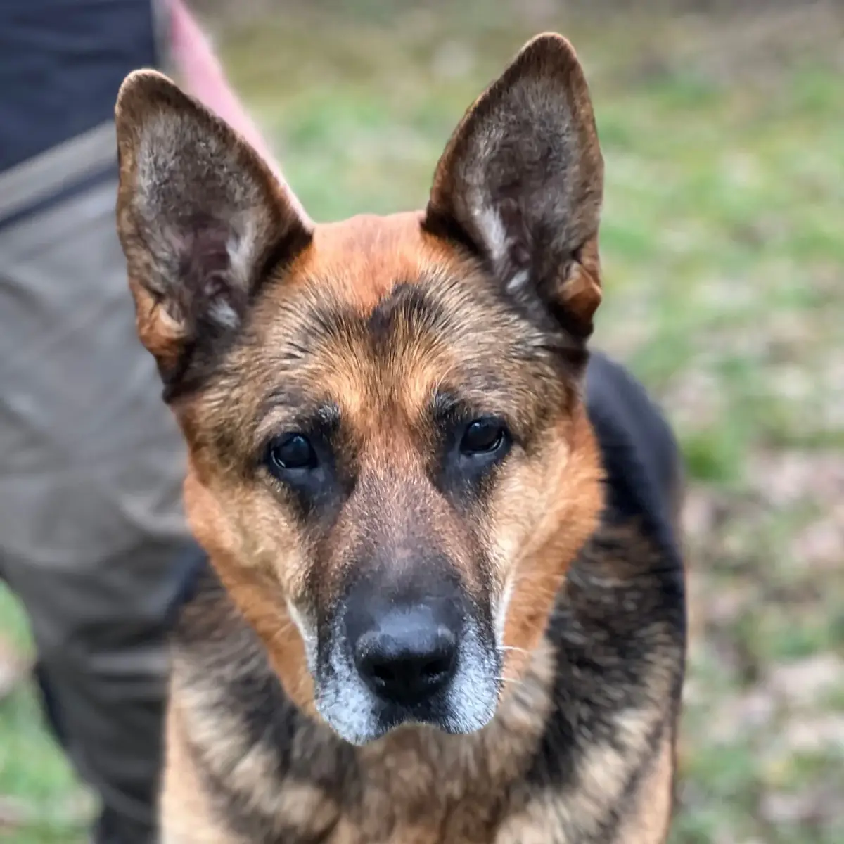 Alma - Deutscher Schäferhund - Bild 1