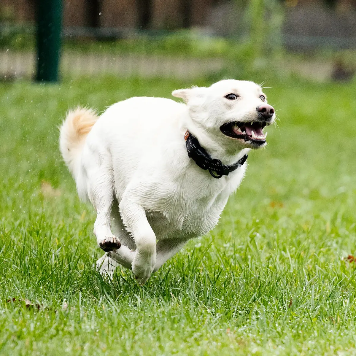 Ivy - Deutscher Schäferhund - Bild 4