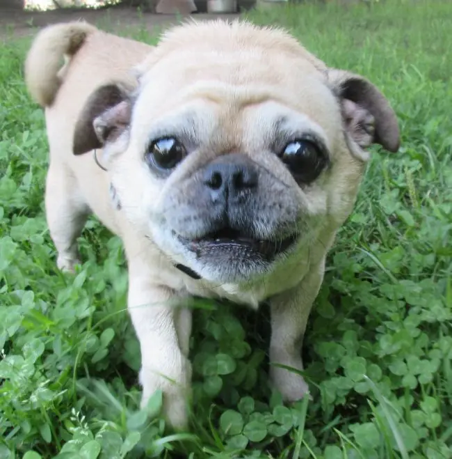 Monty -  - Bild 2