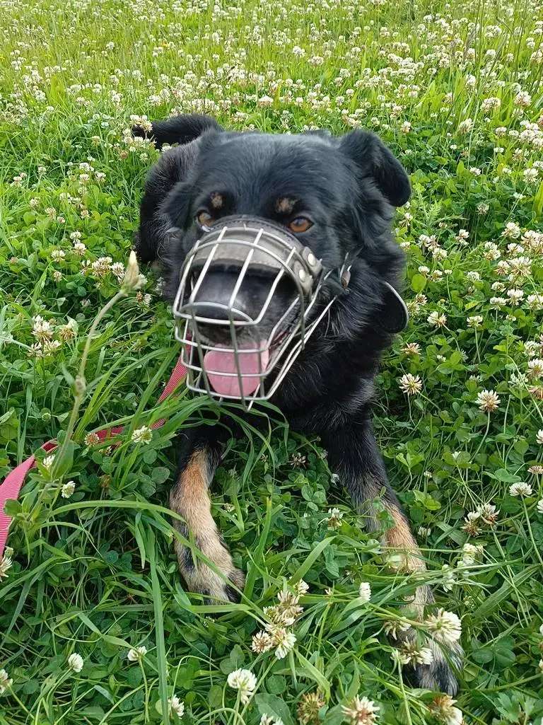 Arthus - Deutscher Schäferhund - Bild 3