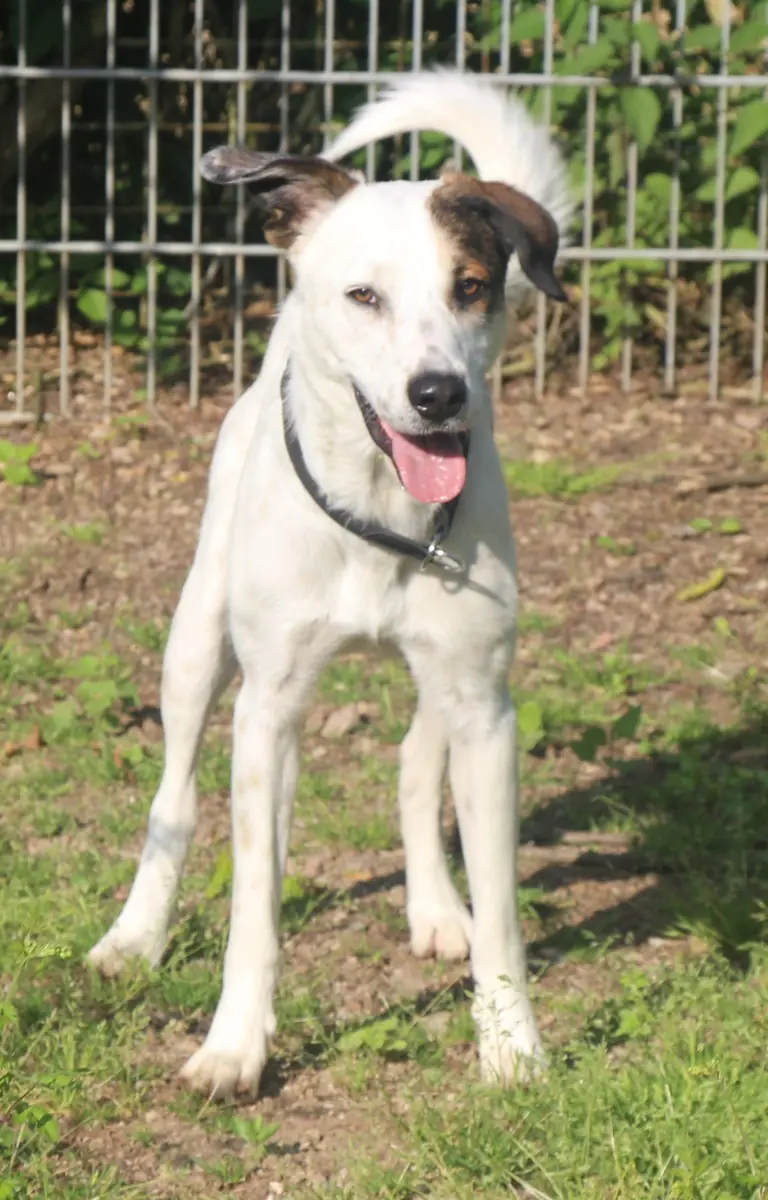 Benny -  - Bild 1