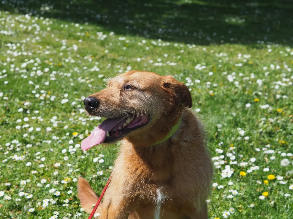 Kap - Riesenschnauzer - Bild 5