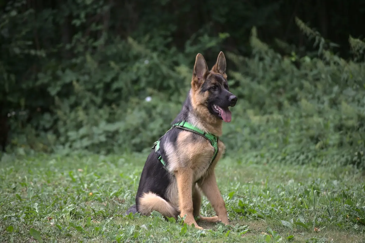 Stella - Deutscher Schäferhund - Bild 2