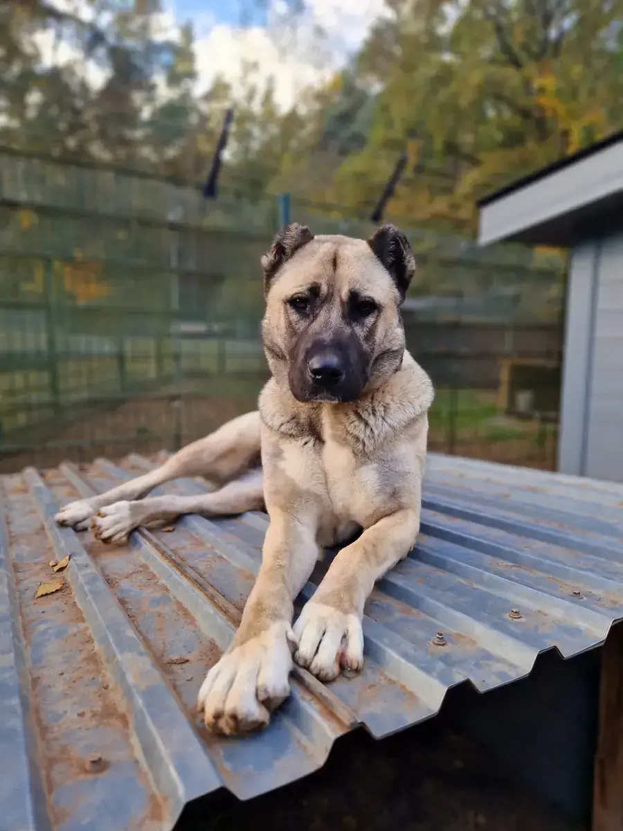Berta - Kangal-Hirtenhund - Bild 5