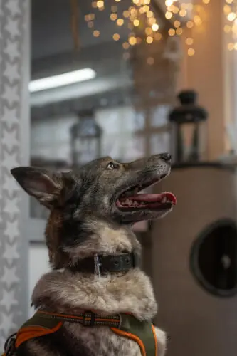 Nala -  - Bild 9