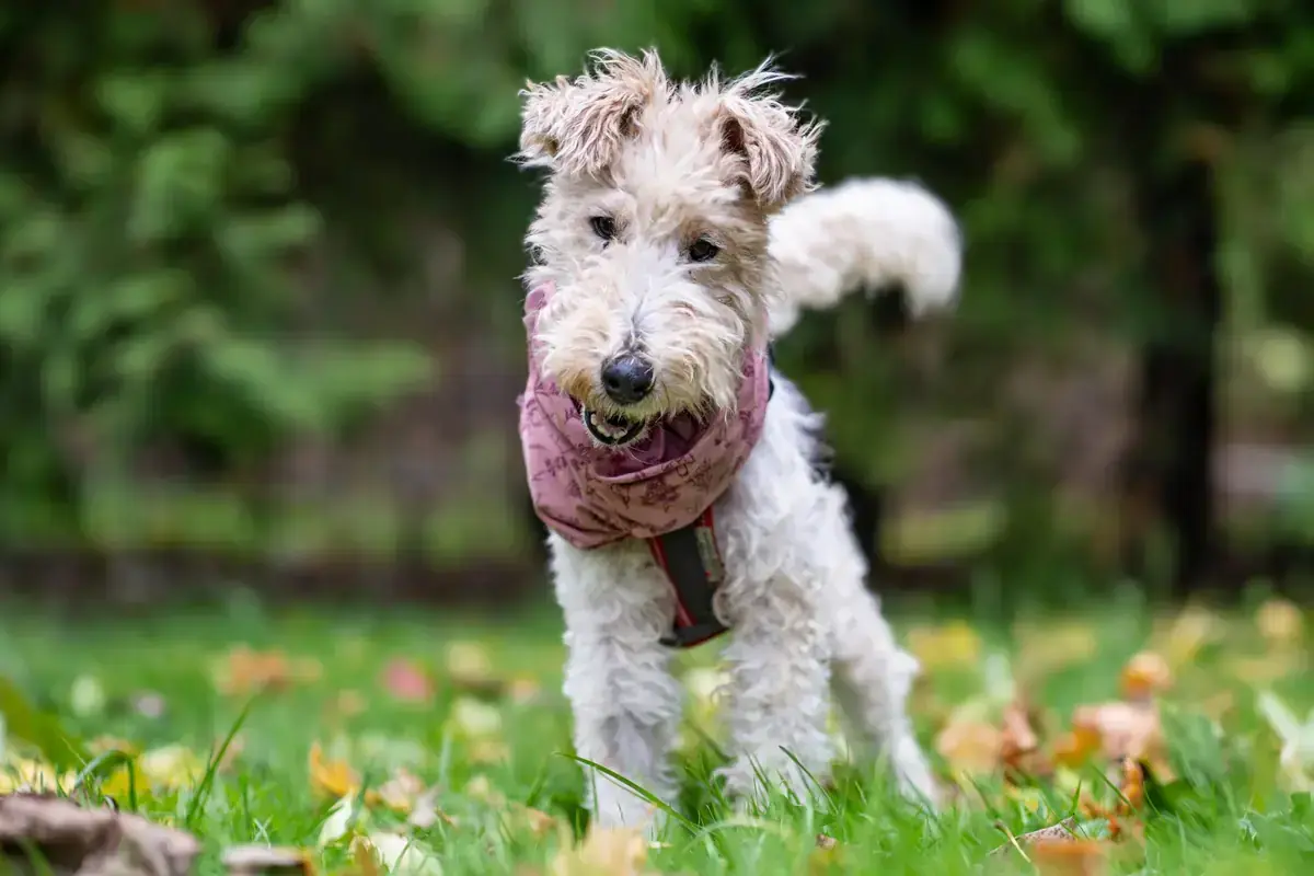 Gerda - Foxterrier Drahthaar - Bild 1
