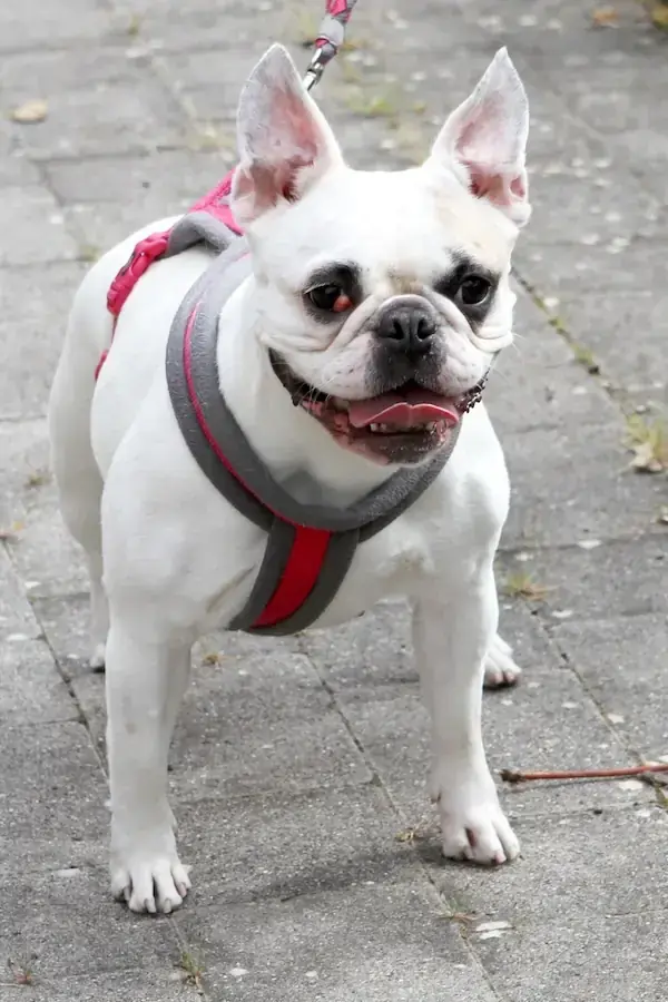 Elsa - Französische Bulldogge - Bild 5