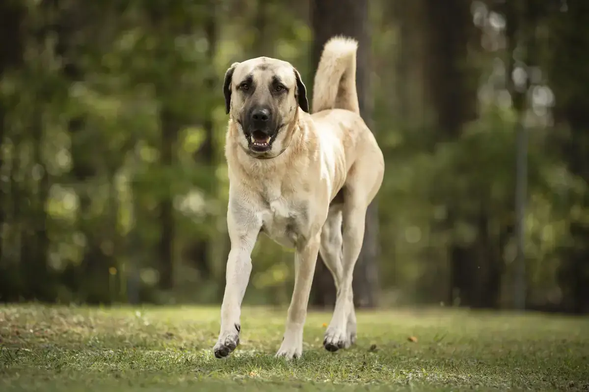 Herbert - Kangal-Hirtenhund - Bild 2