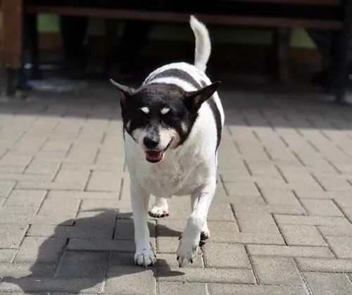 Milly -  - Bild 16