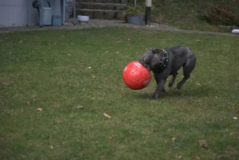 Cooper -  - Bild 18