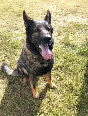 Ricco – Deutscher Schäferhund – Bild 2