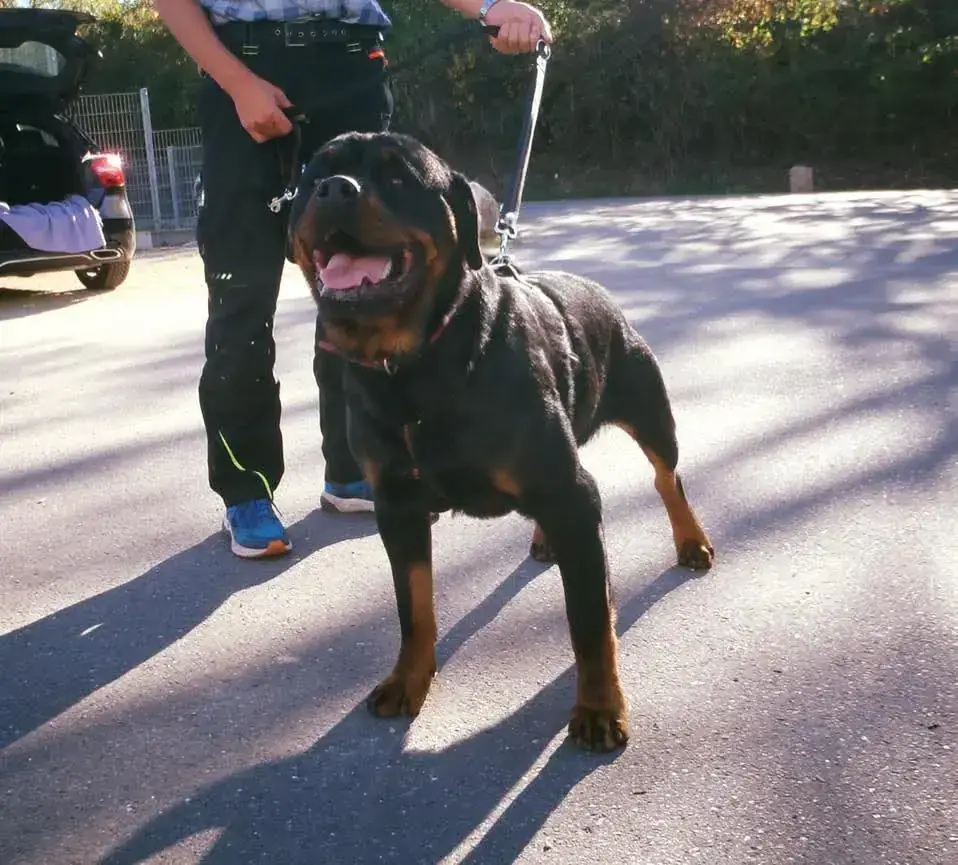 Nero - Rottweiler - Bild 5
