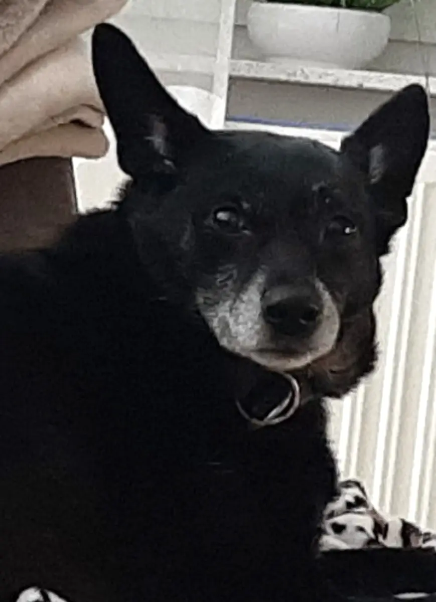 Chap - Mops - Bild 16
