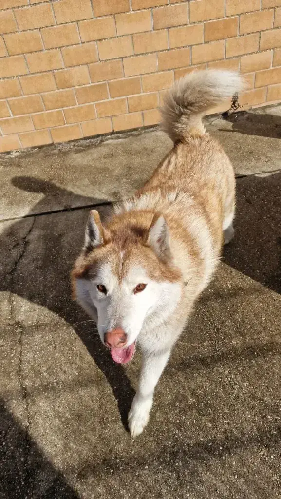 Taavi - Siberian Husky - Bild 1