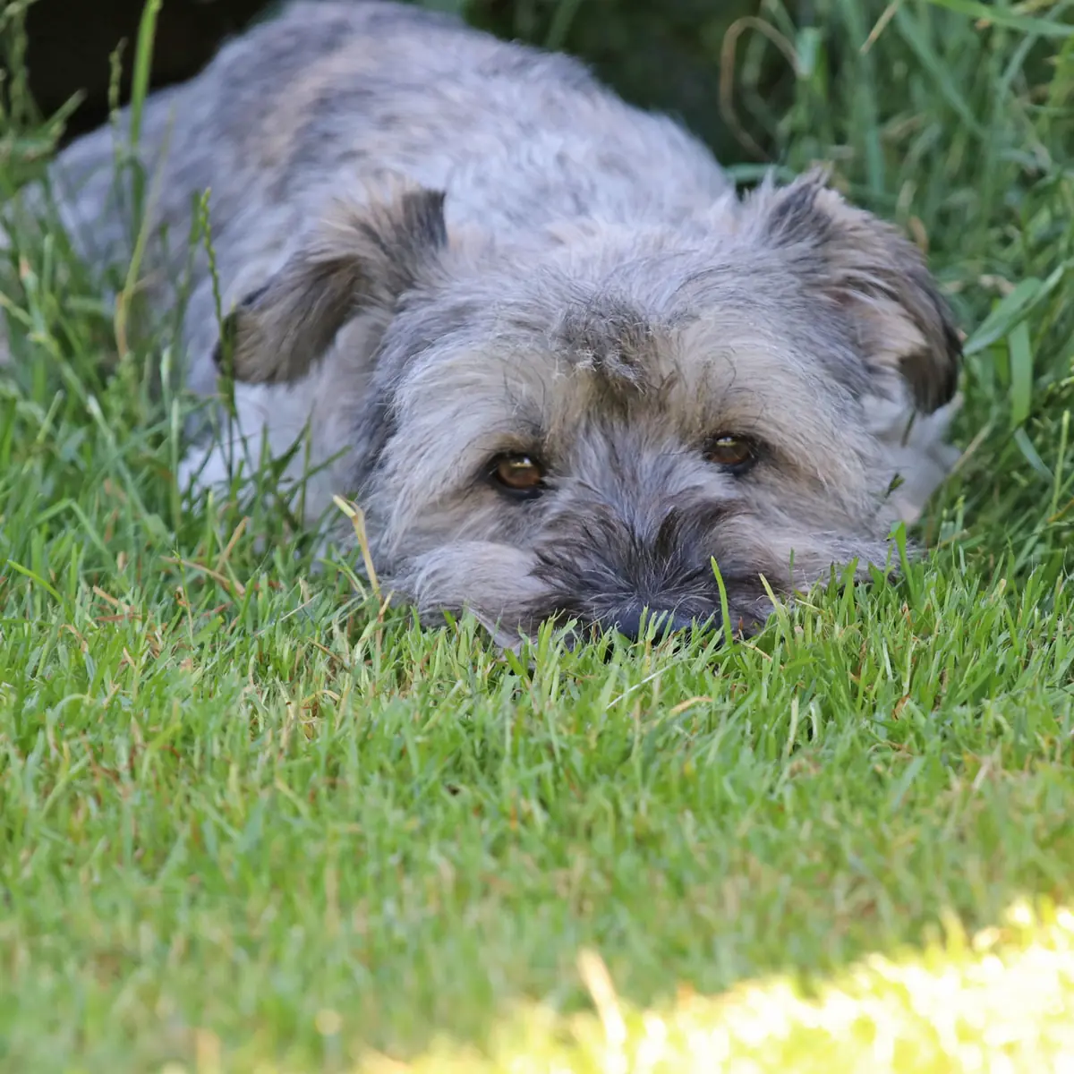 Bobby -  - Bild 1