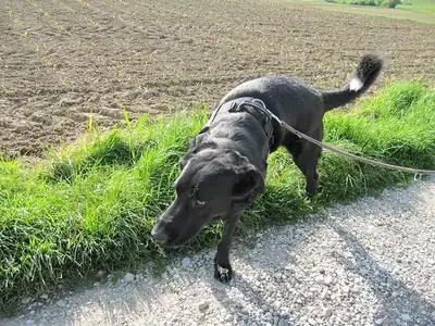 Dongo – Hund – Bild 2