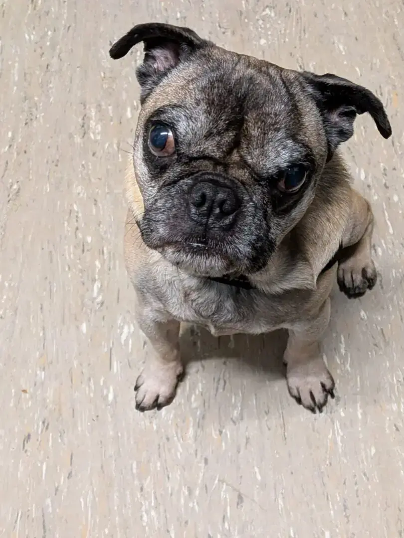 Karlchen - Mops - Bild 2