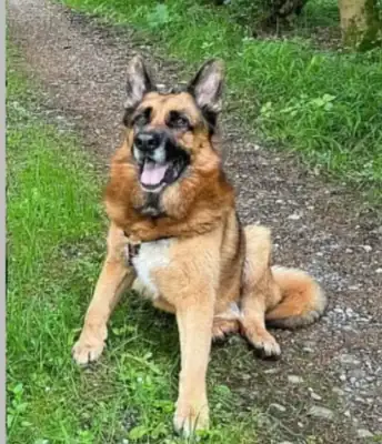 Maxl – Deutscher Schäferhund – Bild 3