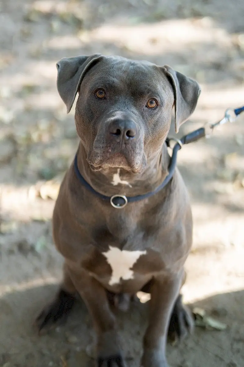 Maximus -  - Bild 3