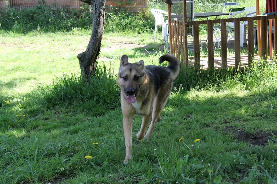 Billy - Deutscher Schäferhund - Bild 7
