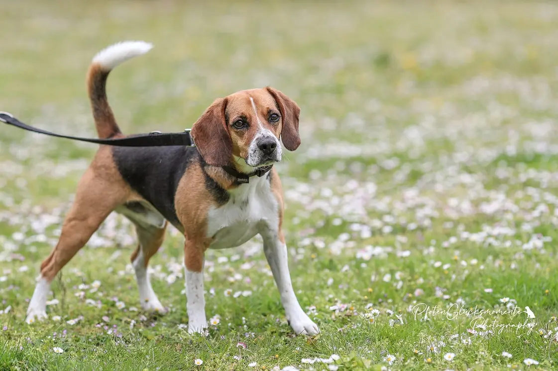 Timo - Beagle - Bild 2