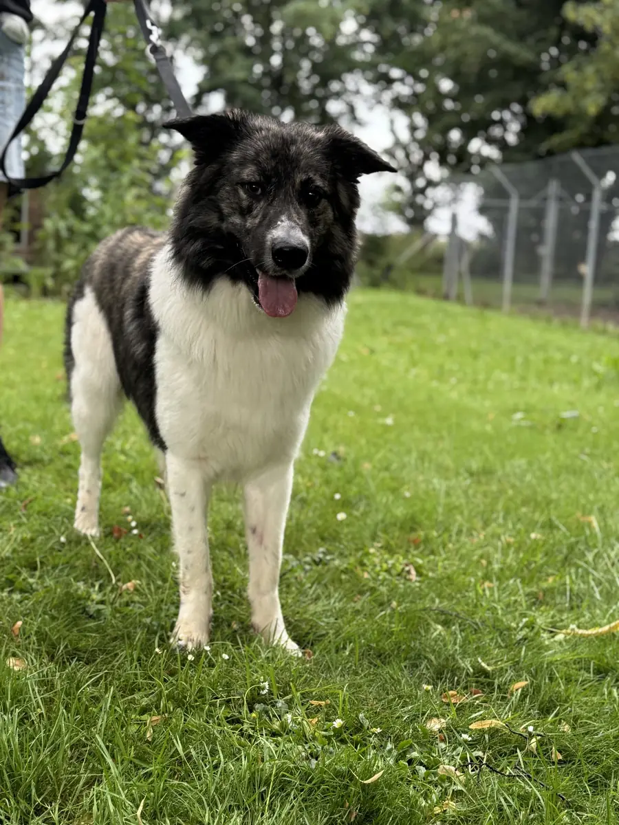 Milo -  - Bild 1