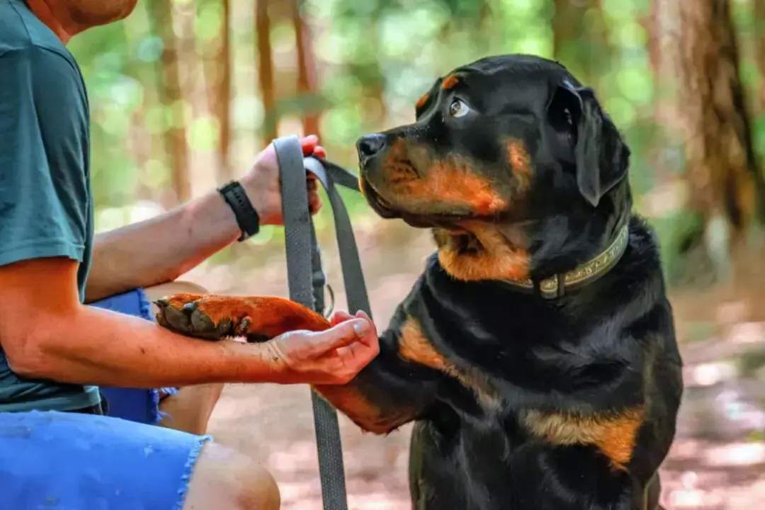 Ben - Rottweiler - Bild 3