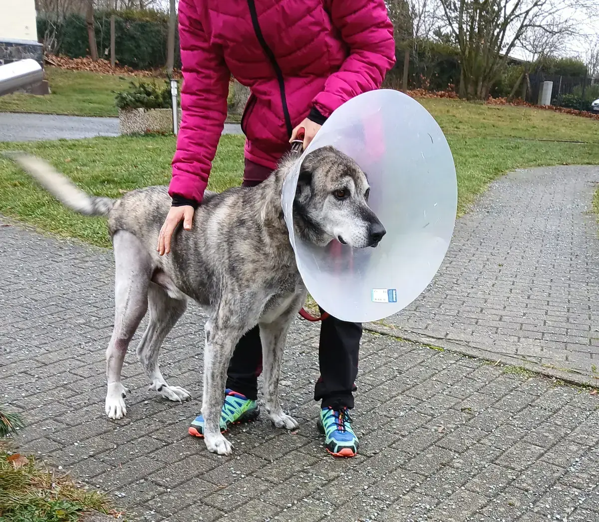 Lucky -  - Bild 3