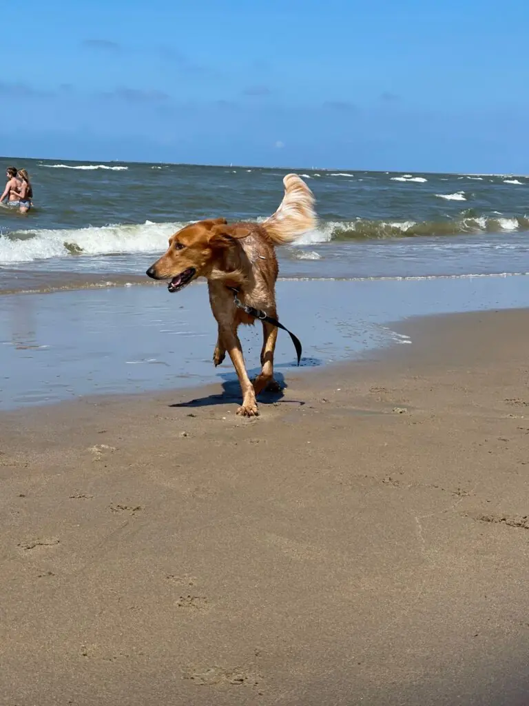 Ginger -  - Bild 3