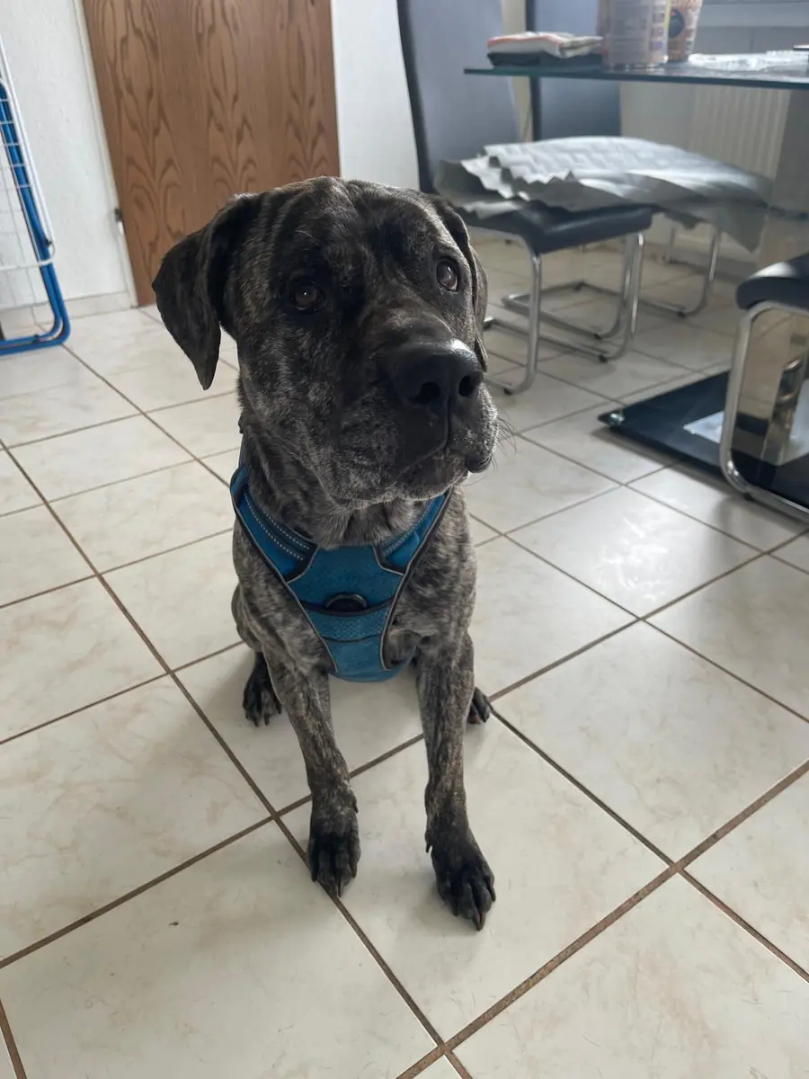 Lila - Dogo Canario - Bild 5