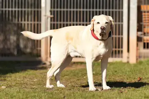 Bobby – Labrador Retriever – Bild 3