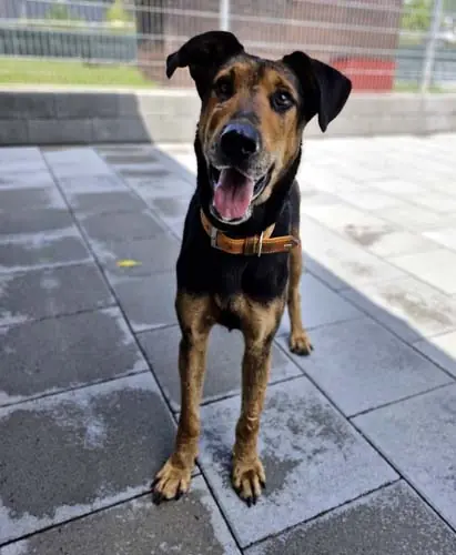 Lilly -  - Bild 18