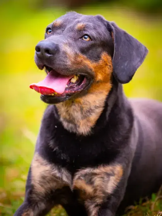 Thor - Labrador Retriever - Bild 5