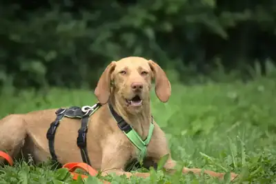 Leo – Hund – Bild 4