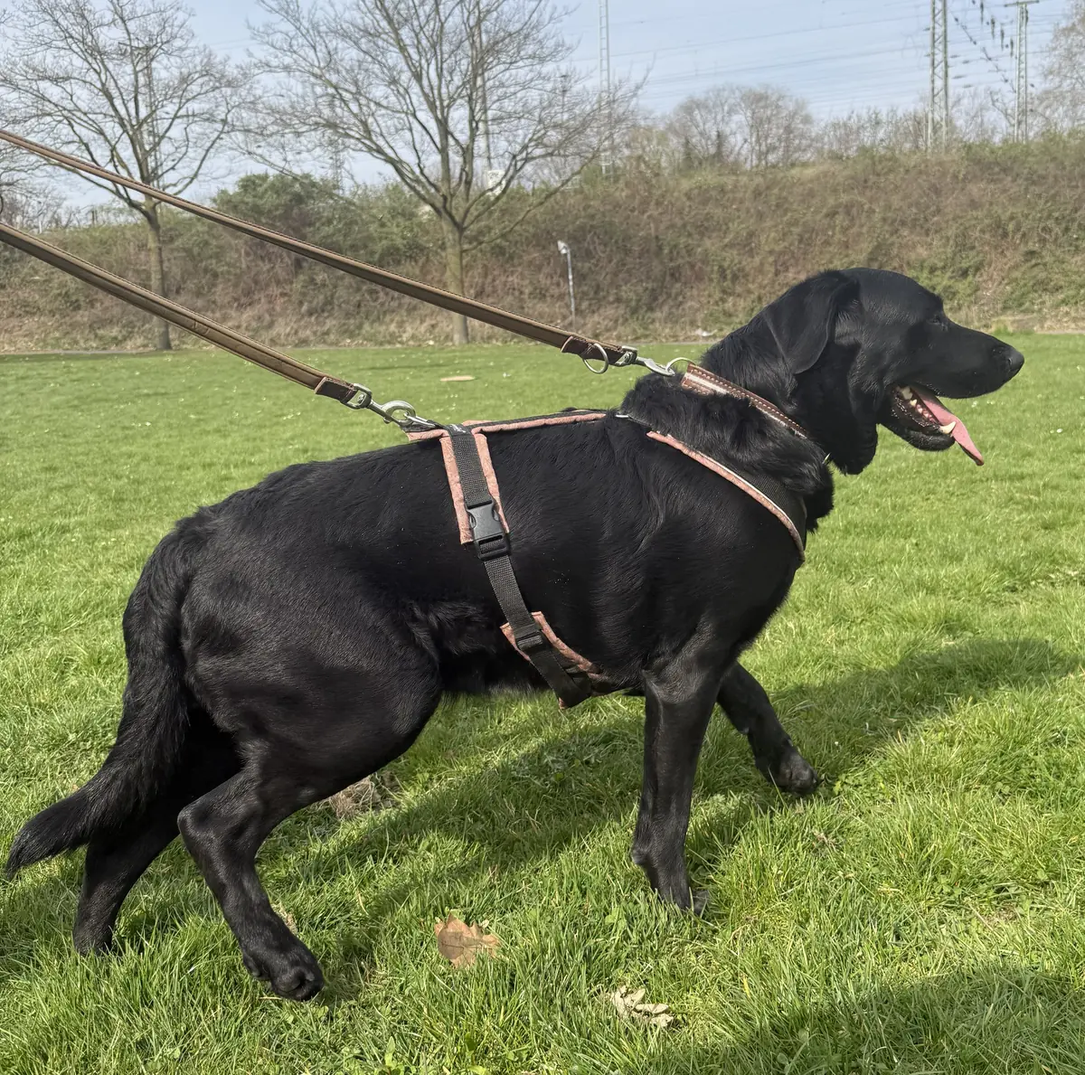 Saad - Labrador Retriever - Bild 2