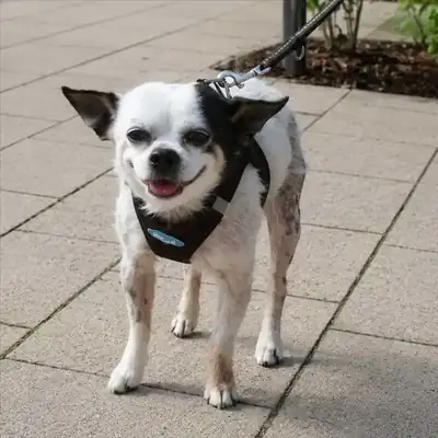 SNUPI – Chihuahua – Bild 2