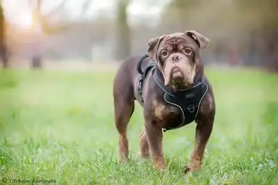 Hugo – Englische Bulldogge – Bild 2