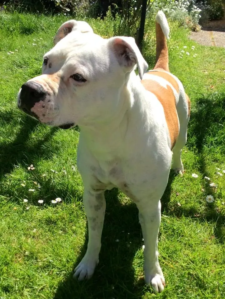 Püppi - American Staffordshire Terrier - Bild 3