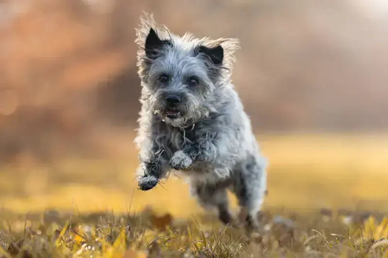 Mix Rudi