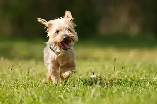Yorkshire Terrier Felix