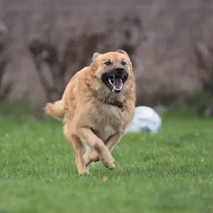 Basti - Chow-Chow - Bild 2