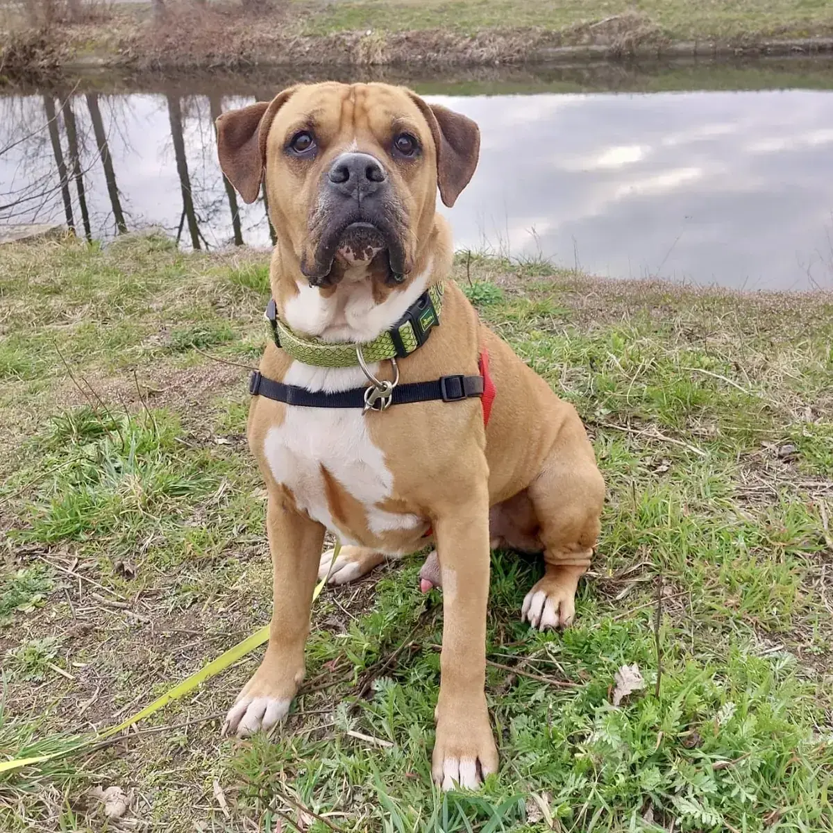 Wotan - Deutscher Boxer - Bild 5